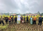 Panen Raya Padi MSP : Solusi Mandiri Benih dan Kedaulatan Pangan Indonesia