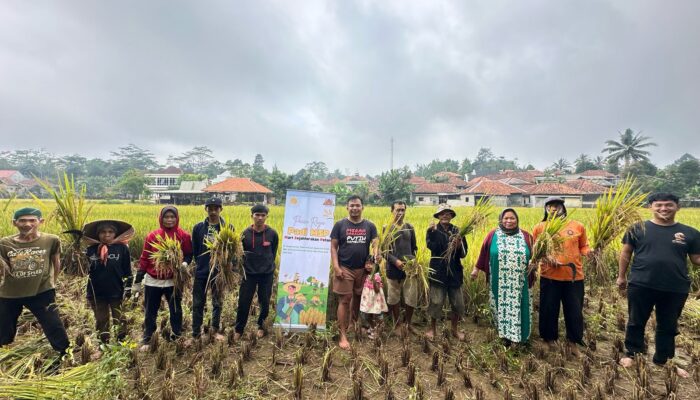 Panen Raya Padi MSP : Solusi Mandiri Benih dan Kedaulatan Pangan Indonesia